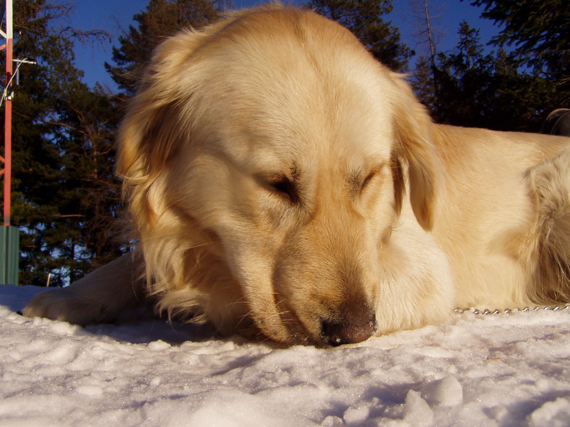 Maxi